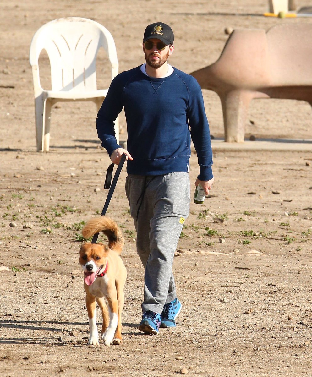 Actor Chris Evans walking his dog Dodger