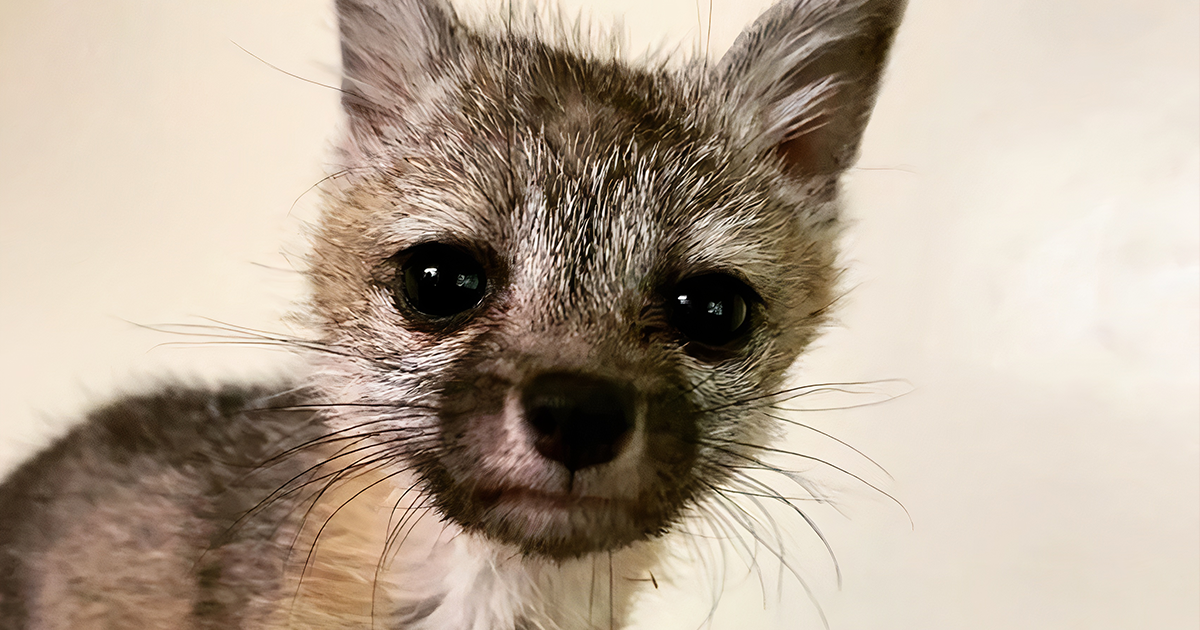 A picture of Foxy the fox