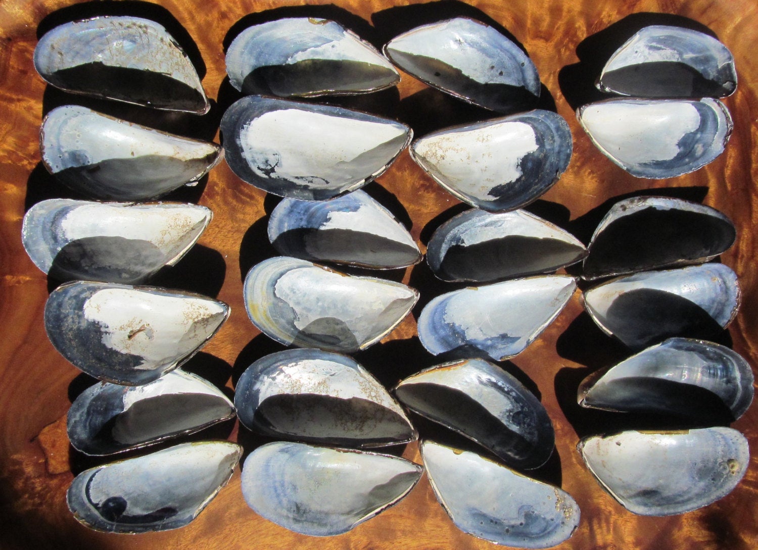 Half shell mussel shells