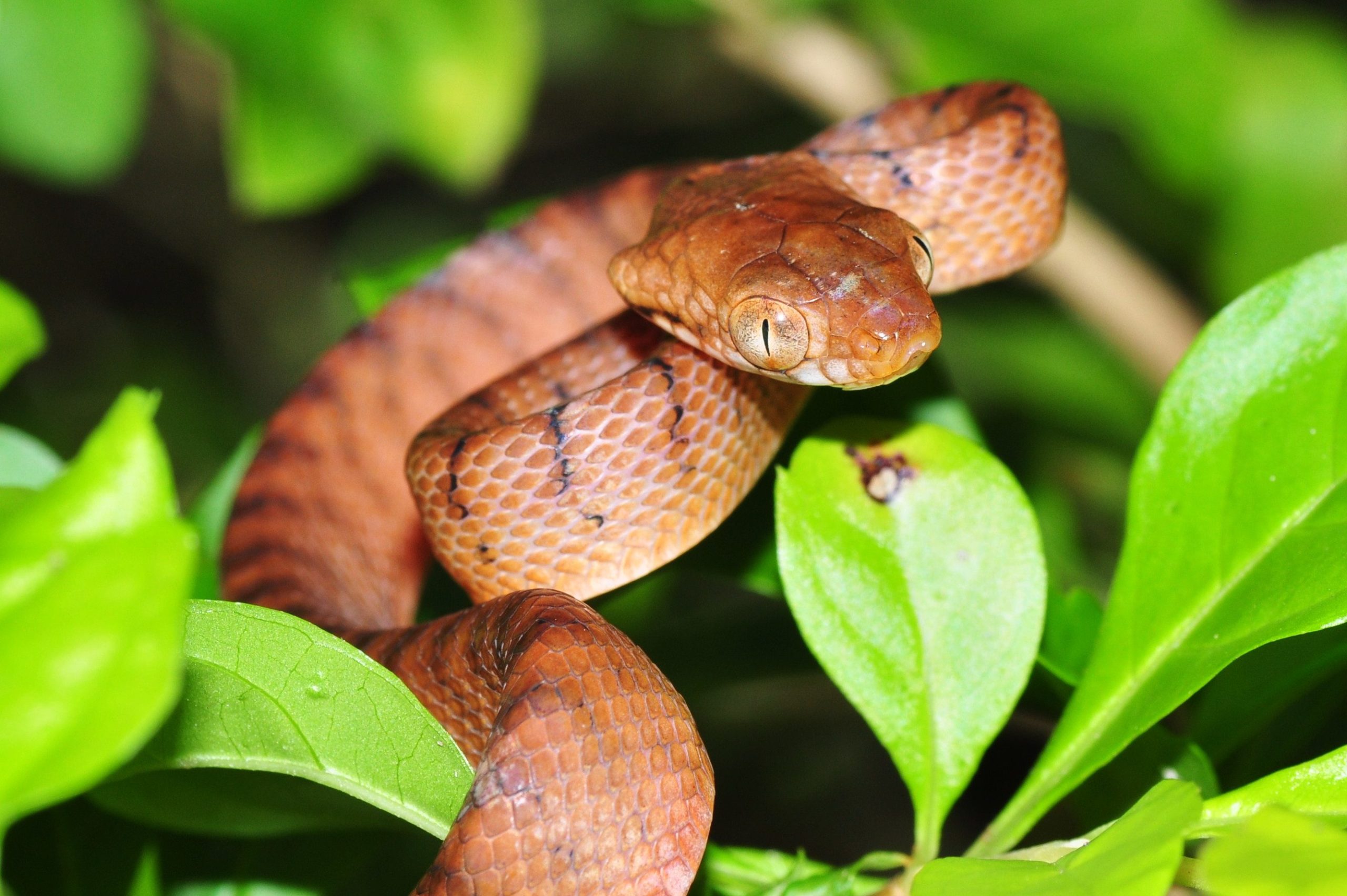 the invasive brown tree snake on a branch