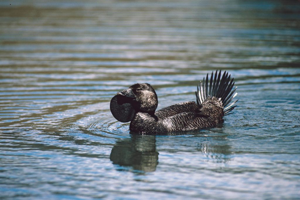 Ripper the Talking Duck