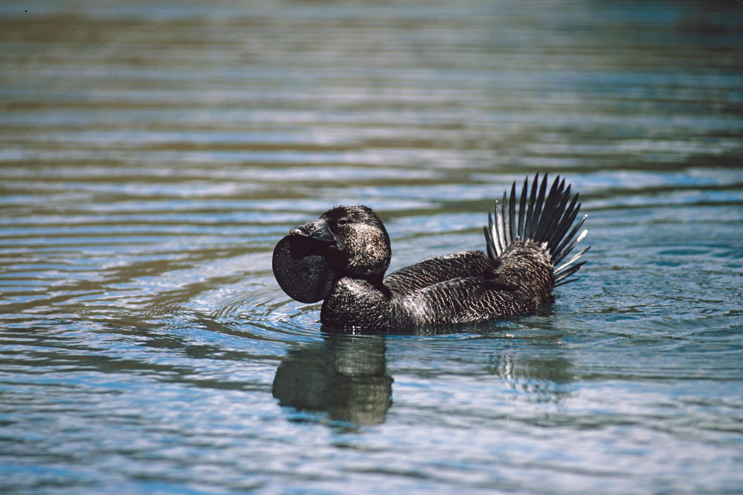 Ripper the Talking Duck