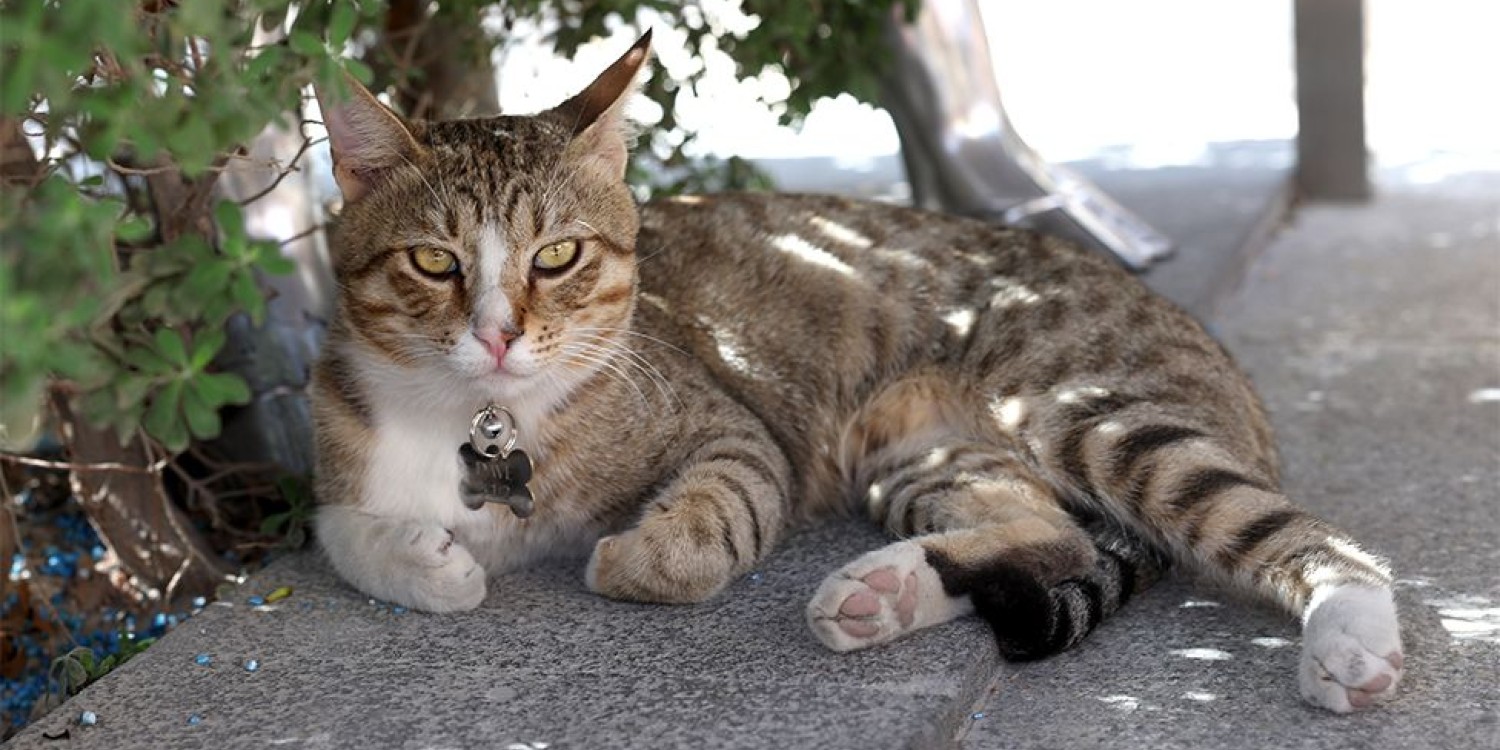 England Football Team Brings Along a Stray Cat With Them From Qatar World Cup